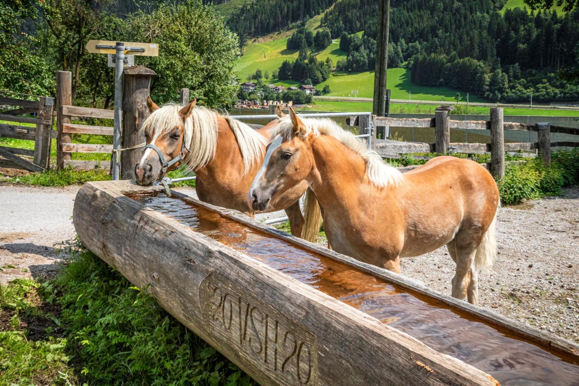 Schartlhof Villa Flachau Exteriör bild